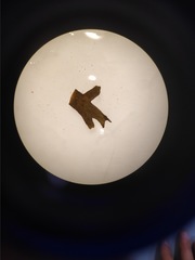 Cystoseira compressa