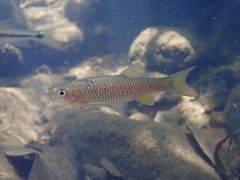 Aphyocypris normalis