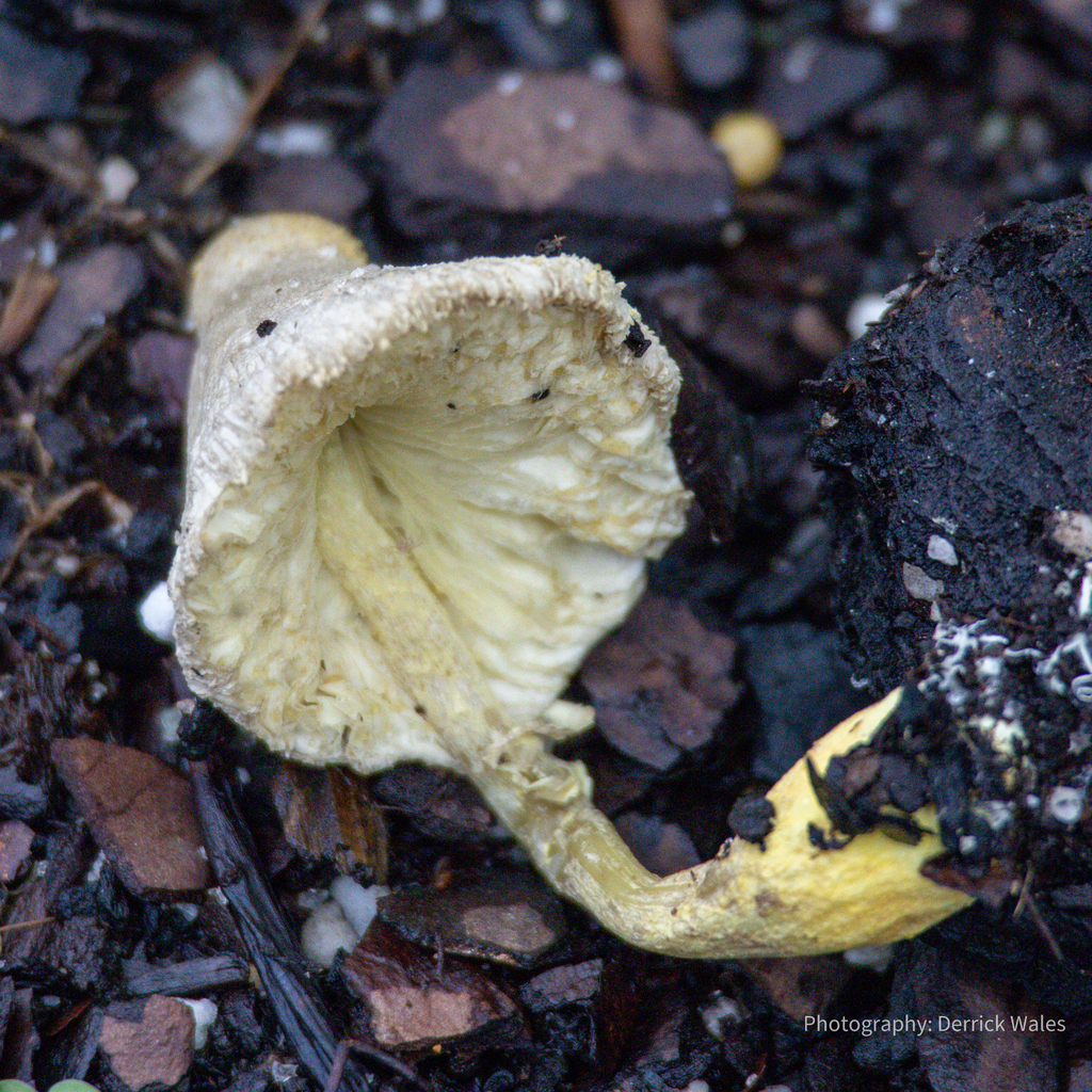 flowerpot parasol · May 2026 · photo: Photo: (c) Derrick Wales, some rights reserved (CC BY) · iNaturalist
