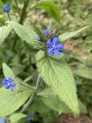 Pentaglottis sempervirens