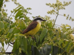 Pitangus sulphuratus