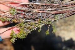 Thamnochortus acuminatus