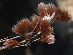 Thamnochortus acuminatus