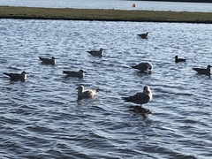 Larus