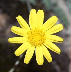 Senecio albifolius