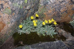 Senecio albifolius
