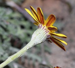 Senecio albifolius