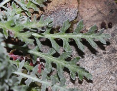 Senecio albifolius
