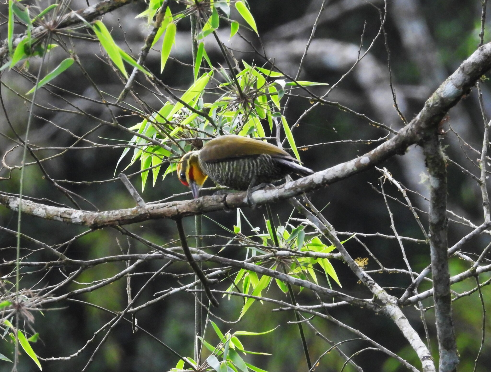 Yellow-browed Woodpecker (Piculus aurulentus), photo 6