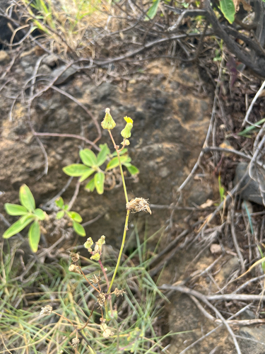 Sonchus oleraceus observed 2026-05-30