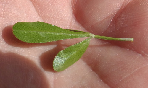 Image of Searsia longispina by (c) Nicola van Berkel, some rights reserved (CC BY-SA)