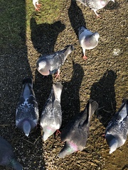 Columba livia domestica
