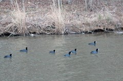 Fulica americana americana