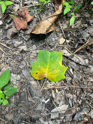 American tuliptree