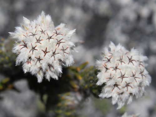 Phylica constricta (Phylica constricta)