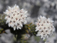 Phylica constricta constricta