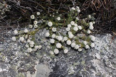 Phylica constricta constricta