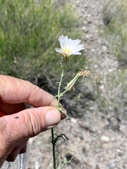 Calycoseris wrightii
