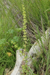Rumex dentatus