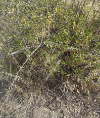 Pegolettia baccaridifolia