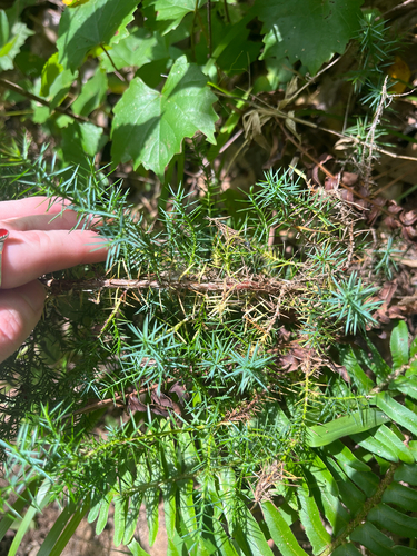 eastern redcedar