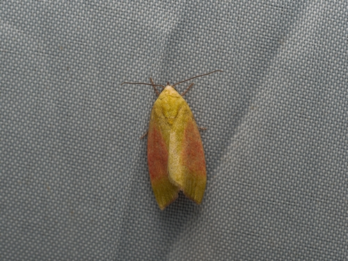 Earias roseifera