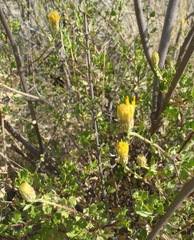 Pegolettia baccaridifolia