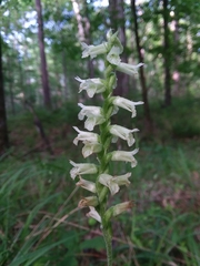 Spiranthes sylvatica