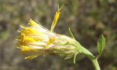Pegolettia baccaridifolia