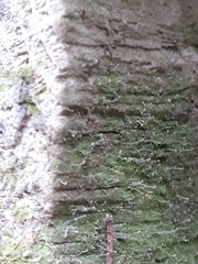 Chaenotheca gracilenta