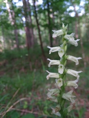 Spiranthes sylvatica