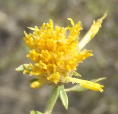 Pegolettia baccaridifolia