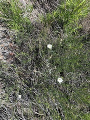 Calycoseris wrightii