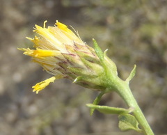 Pegolettia baccaridifolia