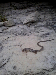 Gerrhonotus liocephalus