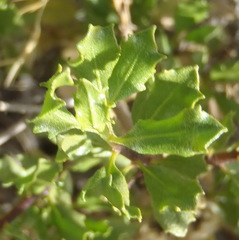 Pegolettia baccaridifolia