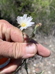 Calycoseris wrightii