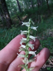 Spiranthes sylvatica