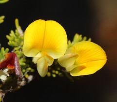 Aspalathus pedicellata