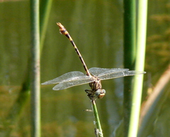 Phyllogomphoides stigmatus