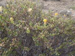 Pegolettia baccaridifolia