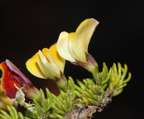 Image of Pedicle Capegorses (Aspalathus pedicellata) by (c) Brian du Preez, some rights reserved (CC BY-SA)