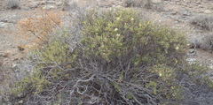 Pegolettia baccaridifolia