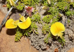 Aspalathus pedicellata