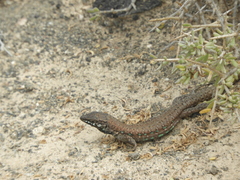 Gallotia atlantica