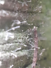 Chaenotheca gracilenta