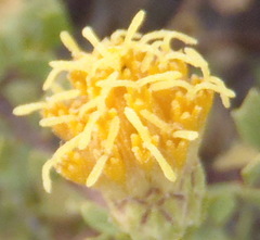 Pegolettia baccaridifolia