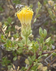 Pegolettia baccaridifolia