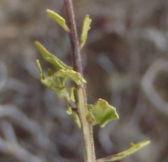 Pegolettia baccaridifolia