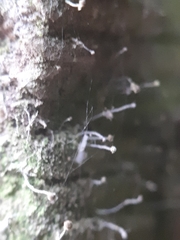 Chaenotheca gracilenta